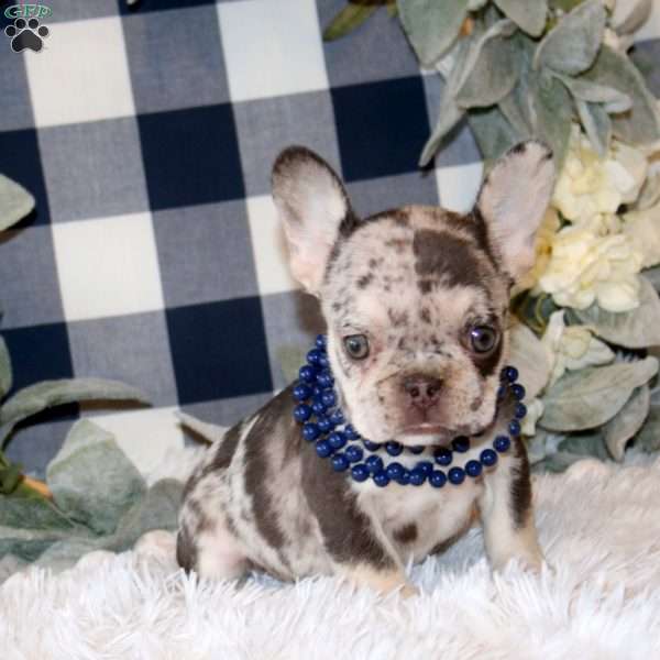 Bambi, French Bulldog Puppy
