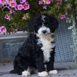 Bambi, Mini Aussiedoodle Puppy