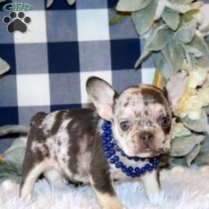 Bambi, French Bulldog Puppy