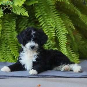 Bambi, Mini Aussiedoodle Puppy