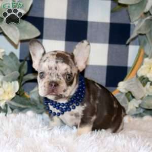 Bambi, French Bulldog Puppy