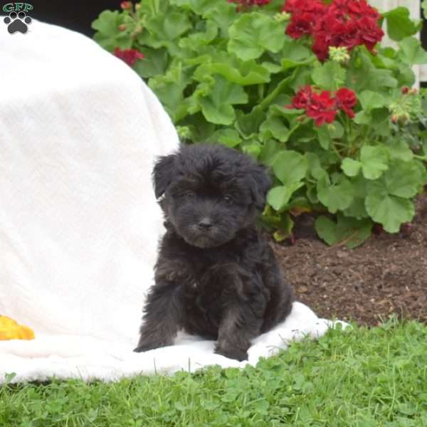 Bandit, Mini Whoodle Puppy