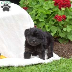 Bandit, Mini Whoodle Puppy