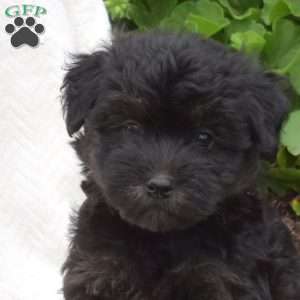 Bandit, Mini Whoodle Puppy