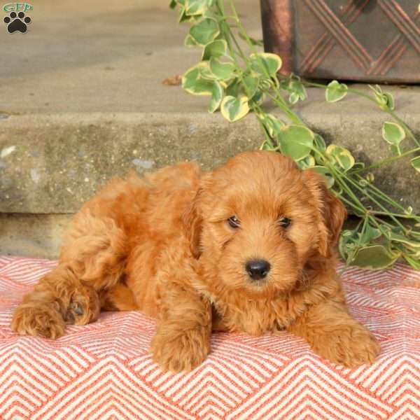 Banjo, Mini Labradoodle Puppy