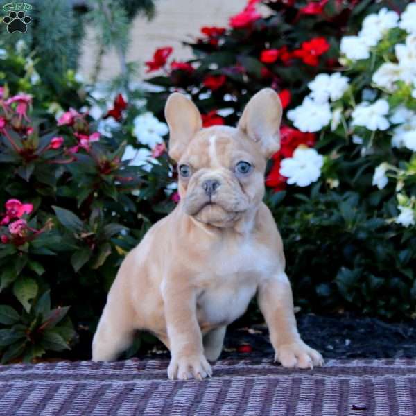 Banjo, French Bulldog Puppy