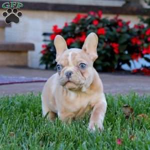 Banjo, French Bulldog Puppy