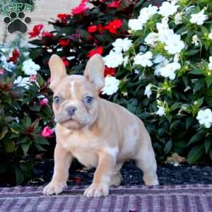 Banjo, French Bulldog Puppy
