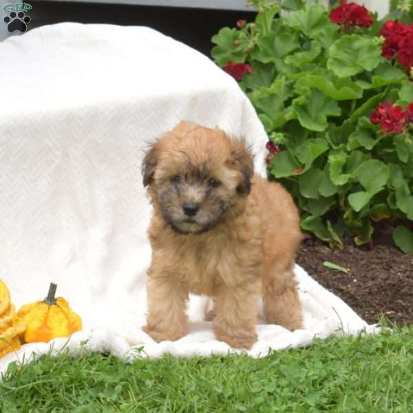 Barley, Mini Whoodle Puppy