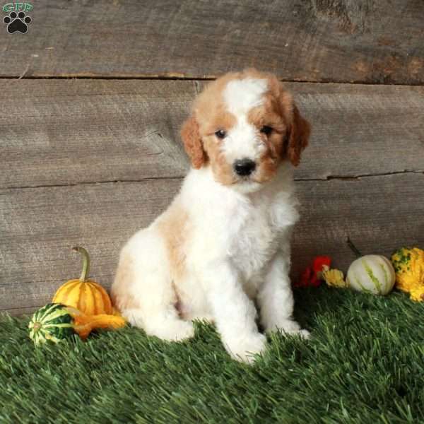 Barry – Moyen, Standard Poodle Puppy