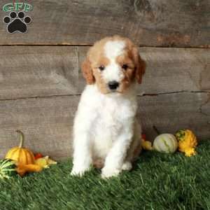 Barry – Moyen, Standard Poodle Puppy