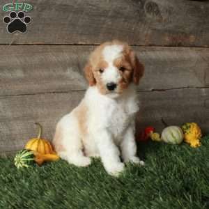 Barry – Moyen, Standard Poodle Puppy