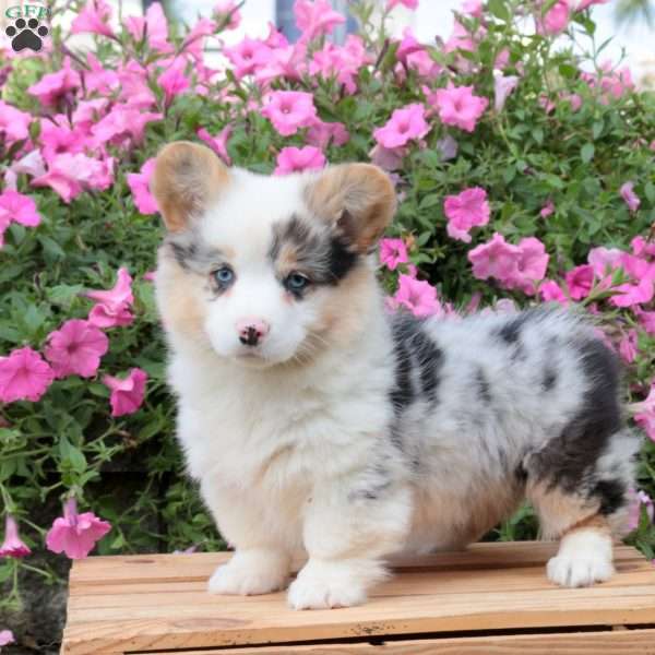 Basil, Pembroke Welsh Corgi Puppy