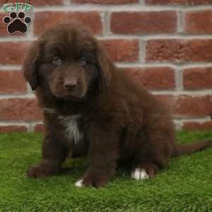 Baxter, Newfoundland Puppy
