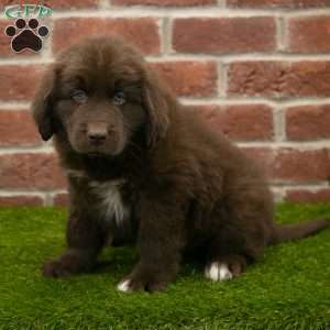 Baxter, Newfoundland Puppy