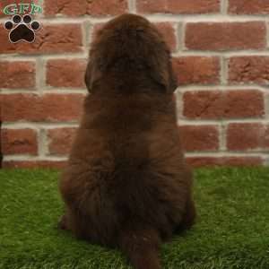 Baxter, Newfoundland Puppy