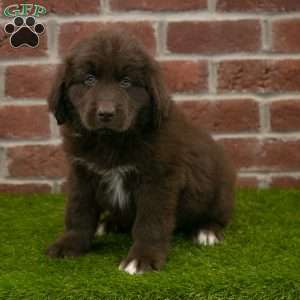 Baxter, Newfoundland Puppy
