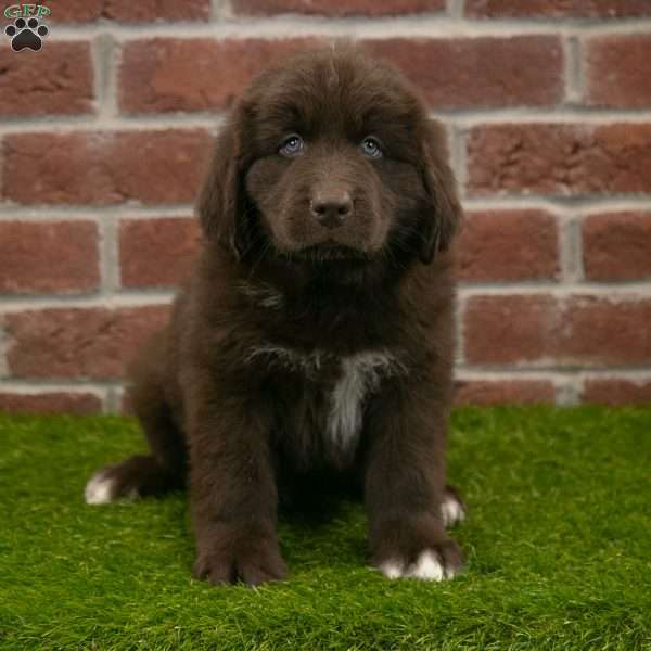 Baxter, Newfoundland Puppy