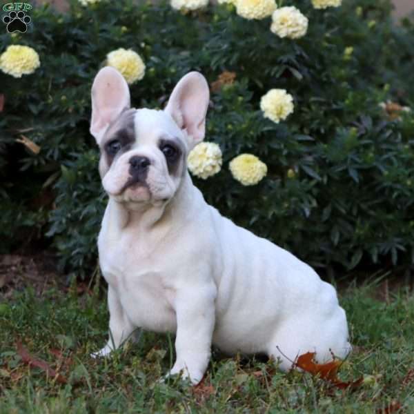Baylor, French Bulldog Puppy
