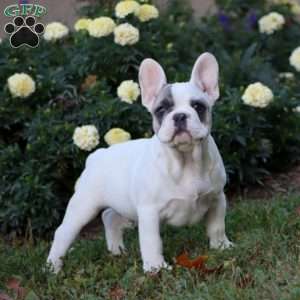 Baylor, French Bulldog Puppy
