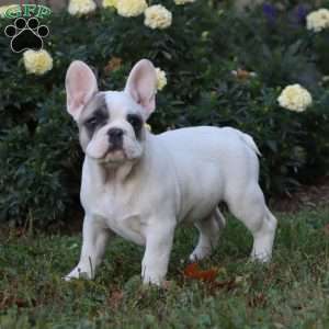 Baylor, French Bulldog Puppy