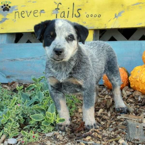 Baz, Blue Heeler – Australian Cattle Dog Puppy