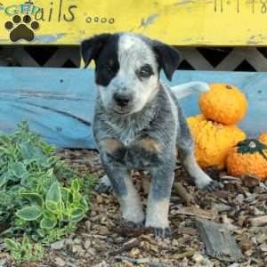 Baz, Blue Heeler – Australian Cattle Dog Puppy