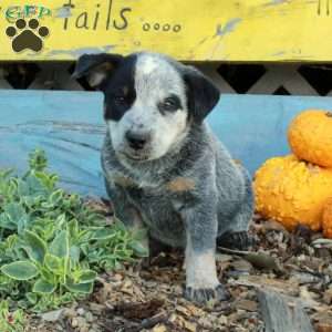 Baz, Blue Heeler – Australian Cattle Dog Puppy