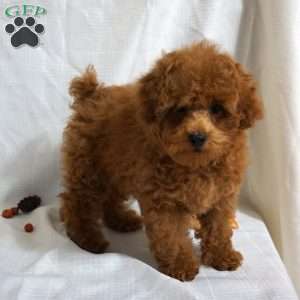 Bea, Toy Poodle Puppy