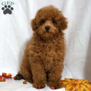 Bea, Toy Poodle Puppy