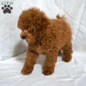 Bea, Toy Poodle Puppy