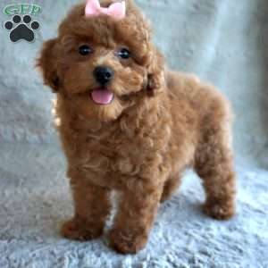 Bea, Toy Poodle Puppy
