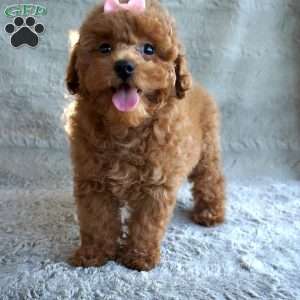 Bea, Toy Poodle Puppy