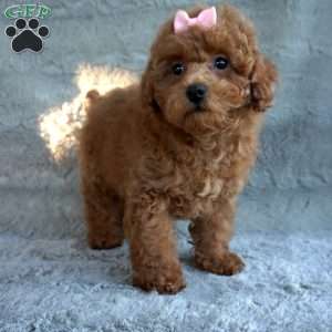 Bea, Toy Poodle Puppy