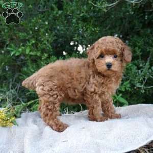 Bea, Toy Poodle Puppy