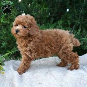 Bea, Toy Poodle Puppy