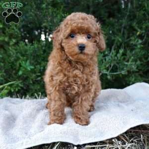 Bea, Toy Poodle Puppy