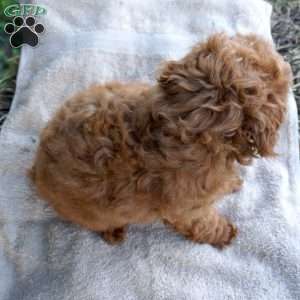 Bea, Toy Poodle Puppy