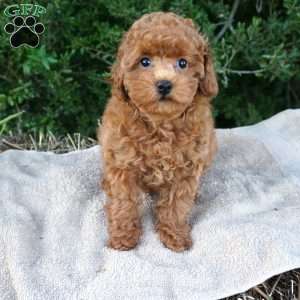 Bea, Toy Poodle Puppy