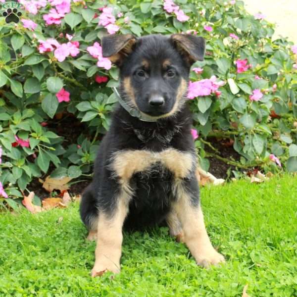 Beana, German Shepherd Puppy