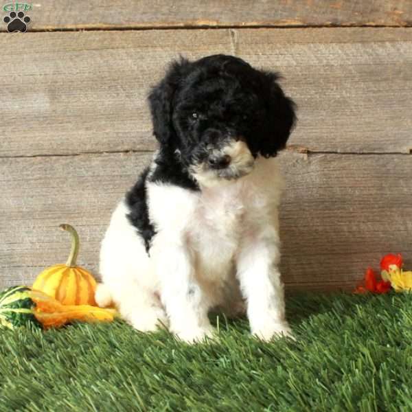 Beana – Moyen, Standard Poodle Puppy
