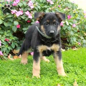 Beana, German Shepherd Puppy
