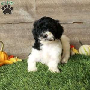 Beana – Moyen, Standard Poodle Puppy