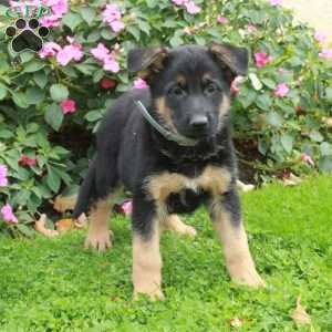 Beana, German Shepherd Puppy