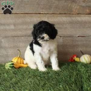 Beana – Moyen, Standard Poodle Puppy