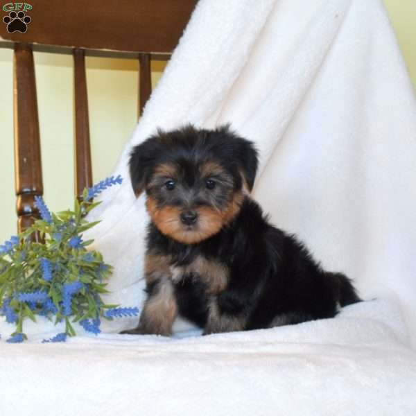Bear, Morkie / Yorktese Puppy