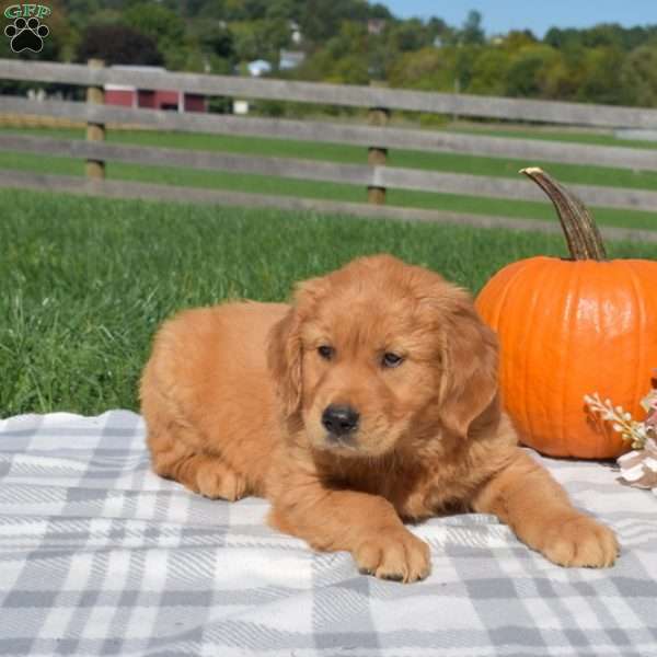 Bear, Golden Retriever Puppy