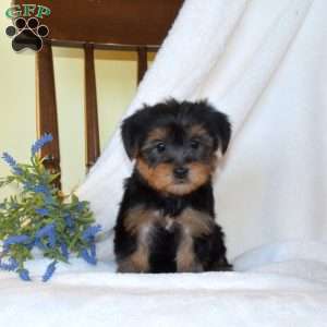 Bear, Morkie / Yorktese Puppy