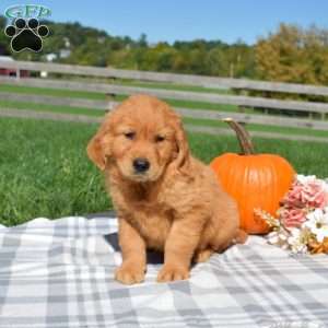 Bear, Golden Retriever Puppy