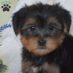Bear, Morkie / Yorktese Puppy